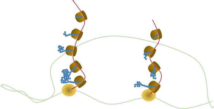 The central dogma