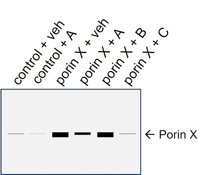 Western blot of a viral porin X